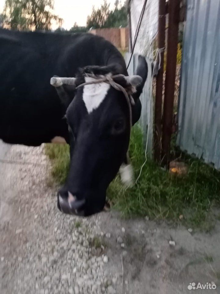 Корова телка купить на Зозу.ру - фотография № 1