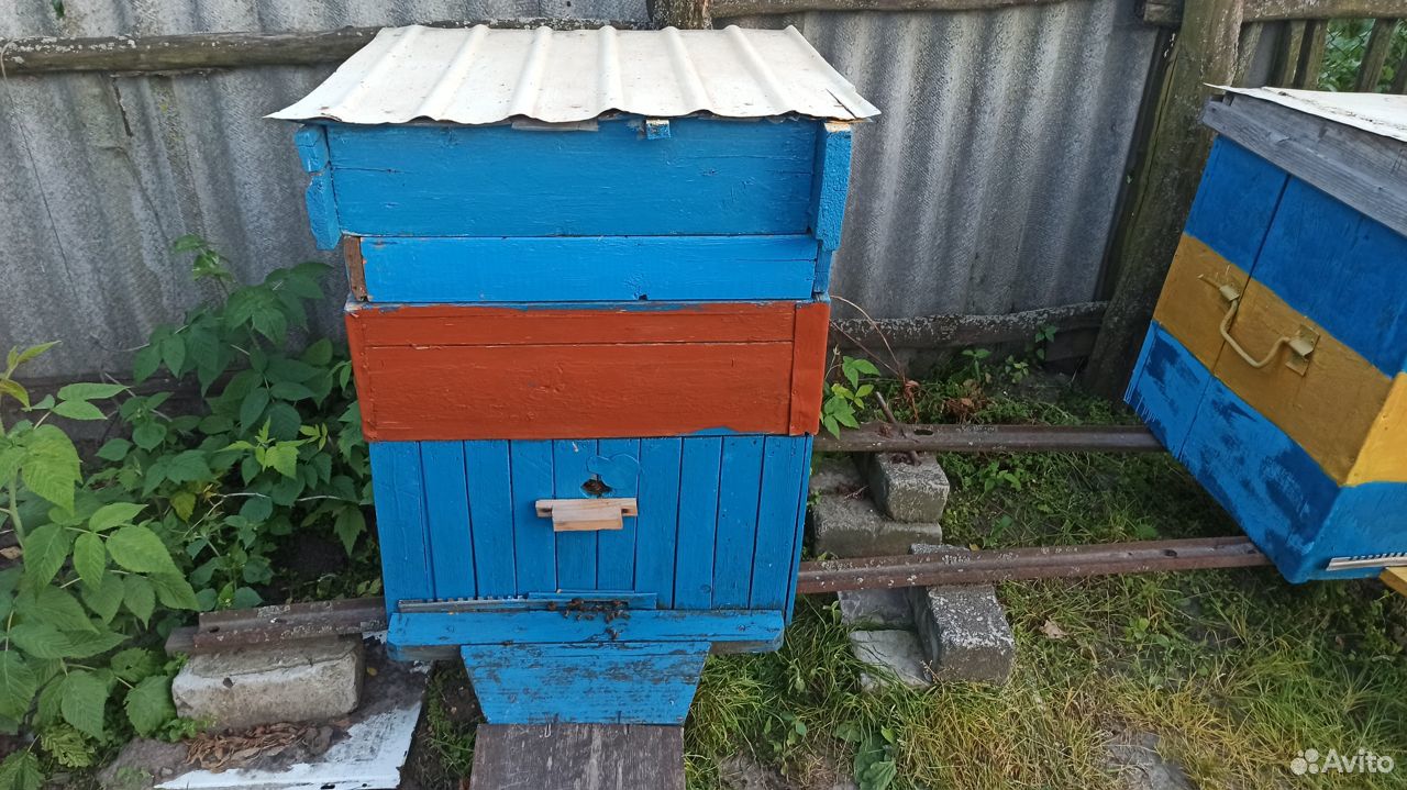 Две пчелосемьи купить на Зозу.ру - фотография № 2