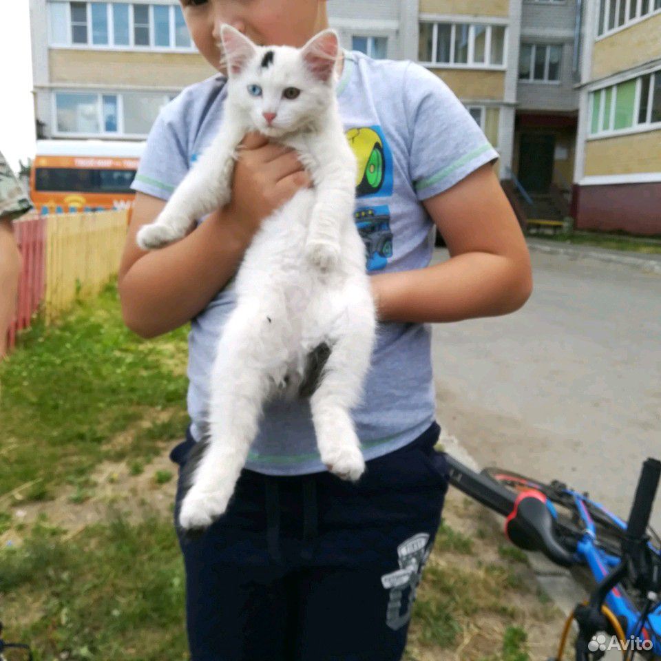 Кошечка с голубым глазом ищет дом купить на Зозу.ру - фотография № 2