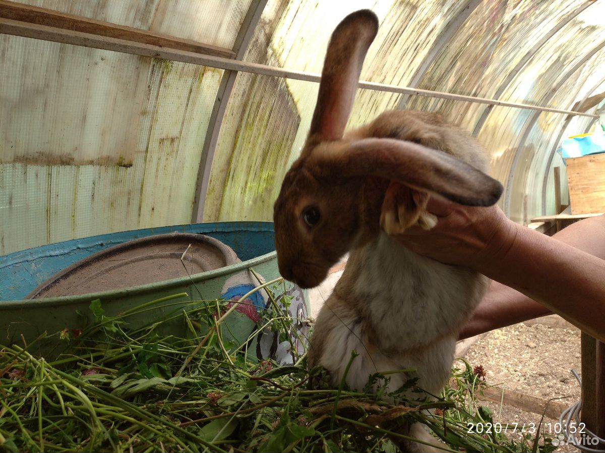 Мясо кролика, кролики, крольчата, петушки купить на Зозу.ру - фотография № 1