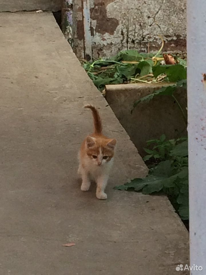 Котёнок ищет хозяина купить на Зозу.ру - фотография № 3