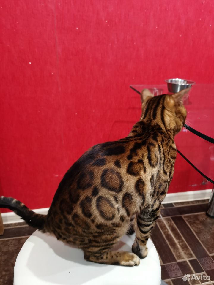 Бенгальский кот на вязку купить на Зозу.ру - фотография № 2