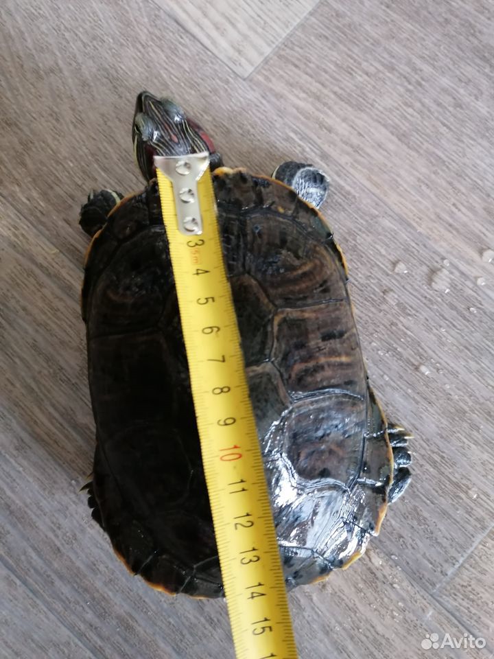 Черепаха красноухая купить на Зозу.ру - фотография № 2