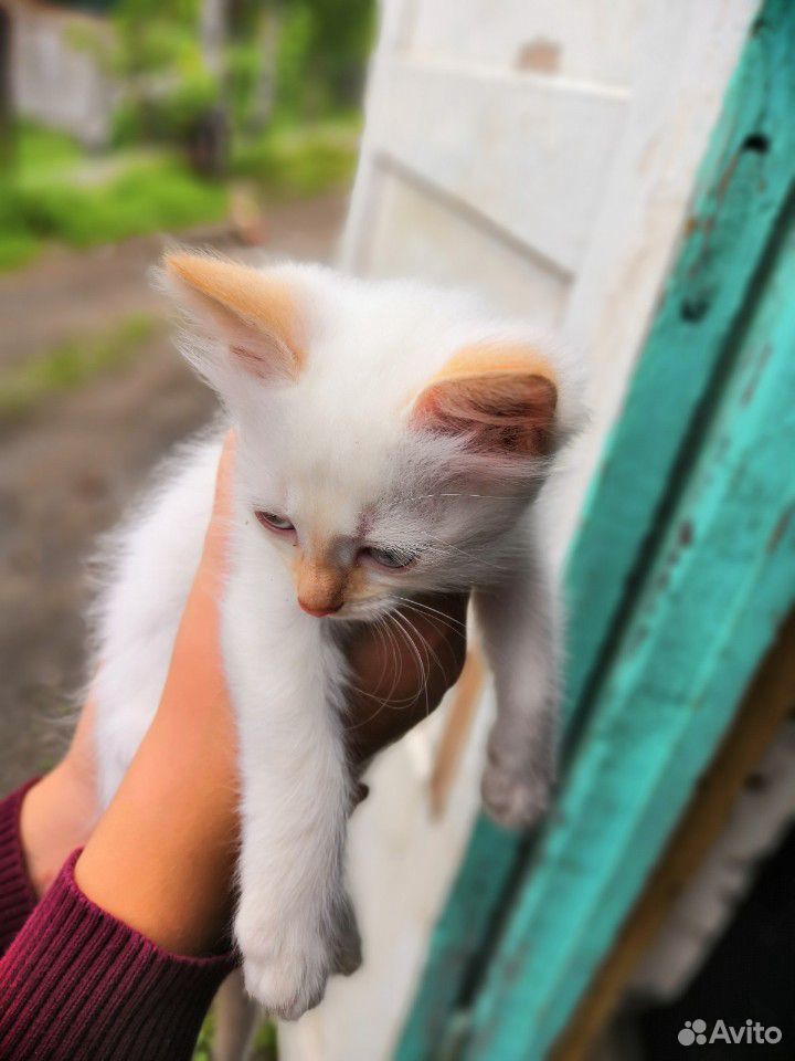 Котик купить на Зозу.ру - фотография № 1