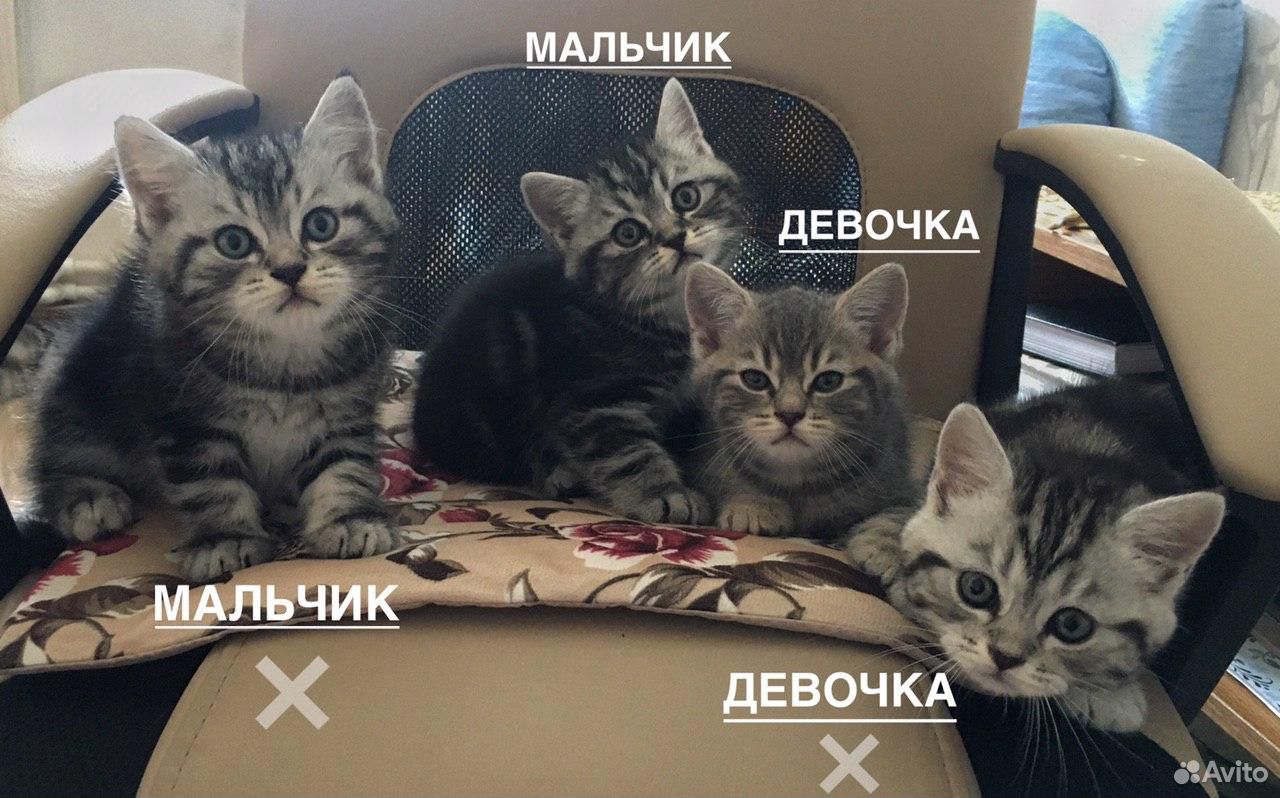Продам котят Британские котята купить на Зозу.ру - фотография № 2