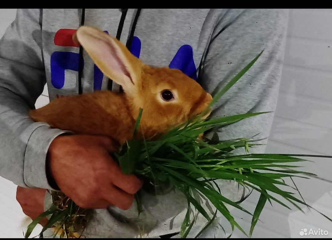 Кролики бургундцы купить на Зозу.ру - фотография № 1