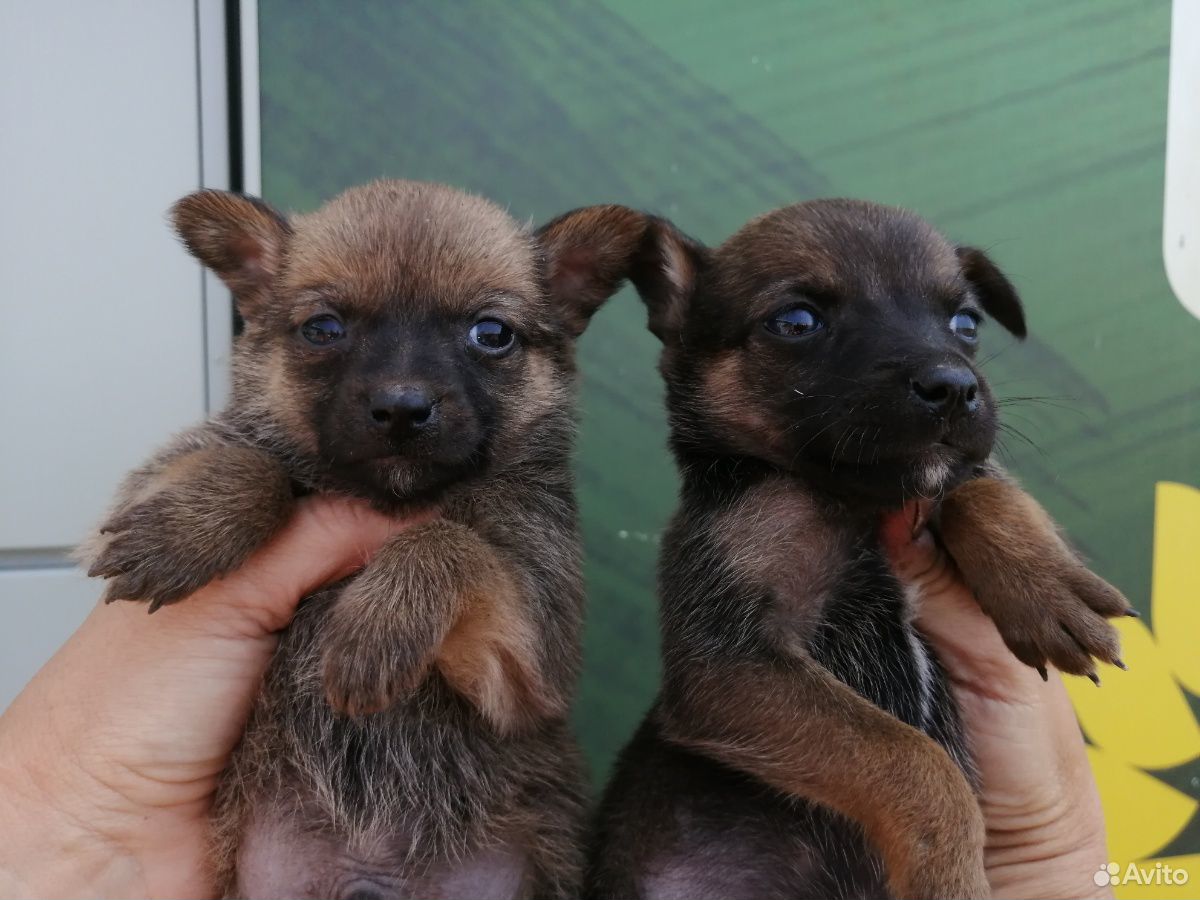 Малютки от маленьких собачек купить на Зозу.ру - фотография № 3