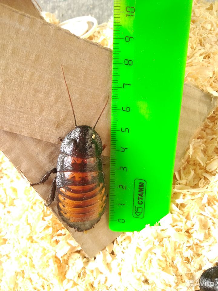 Мадагаскарский таракан купить на Зозу.ру - фотография № 1