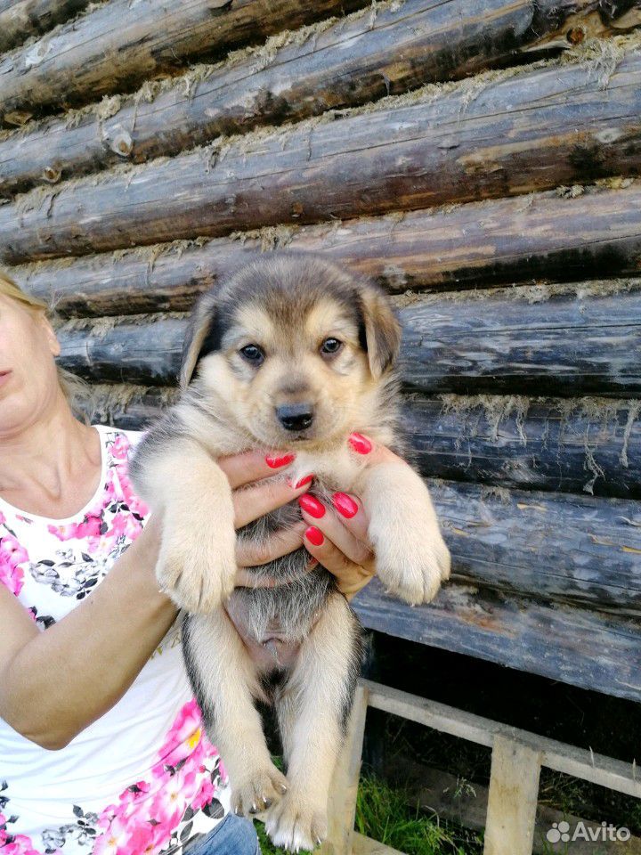 Эверест - щенок в ответственные руки купить на Зозу.ру - фотография № 3