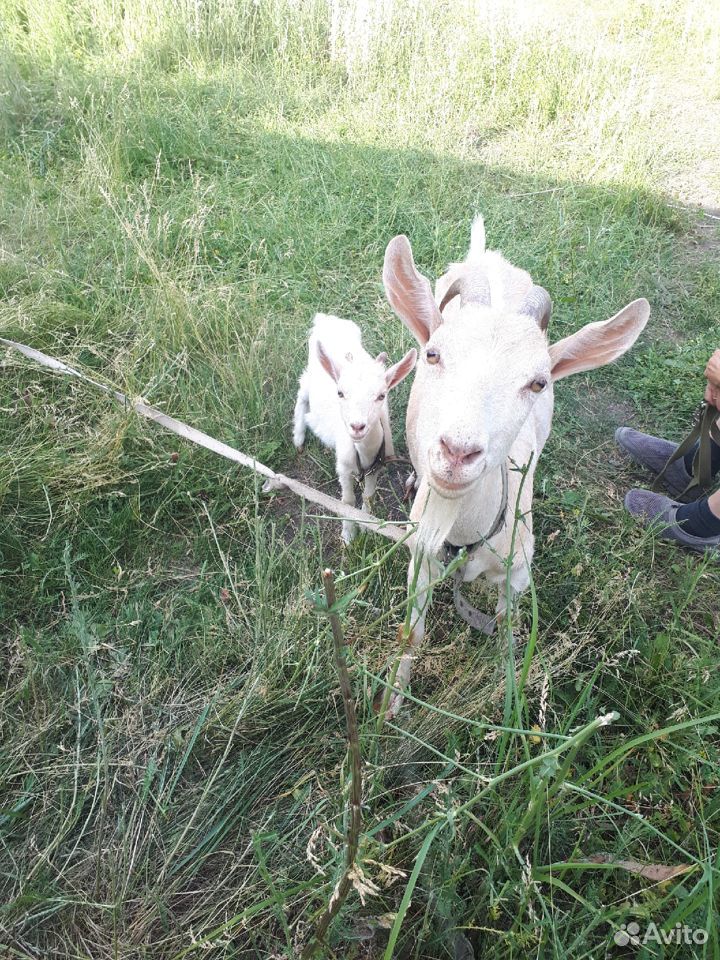 Продается коза первокотка с козочкой купить на Зозу.ру - фотография № 1