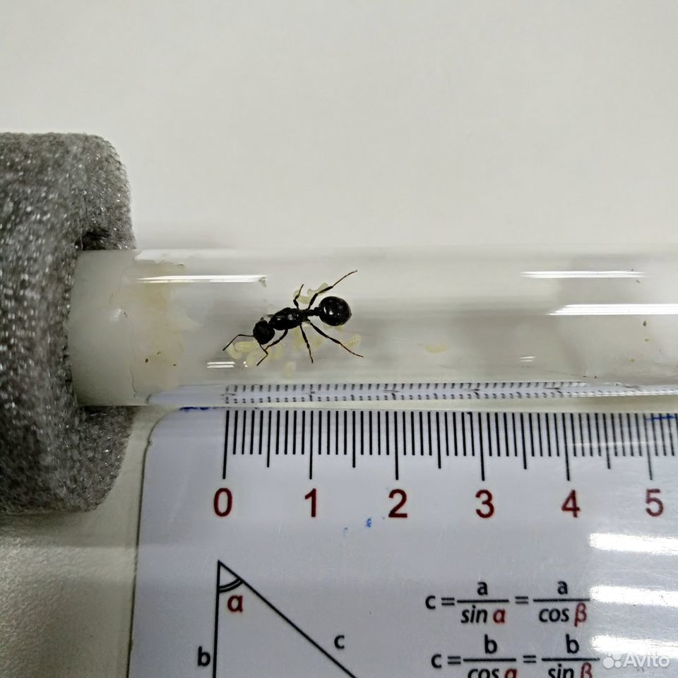 Муравьиная ферма с муравьями купить на Зозу.ру - фотография № 2