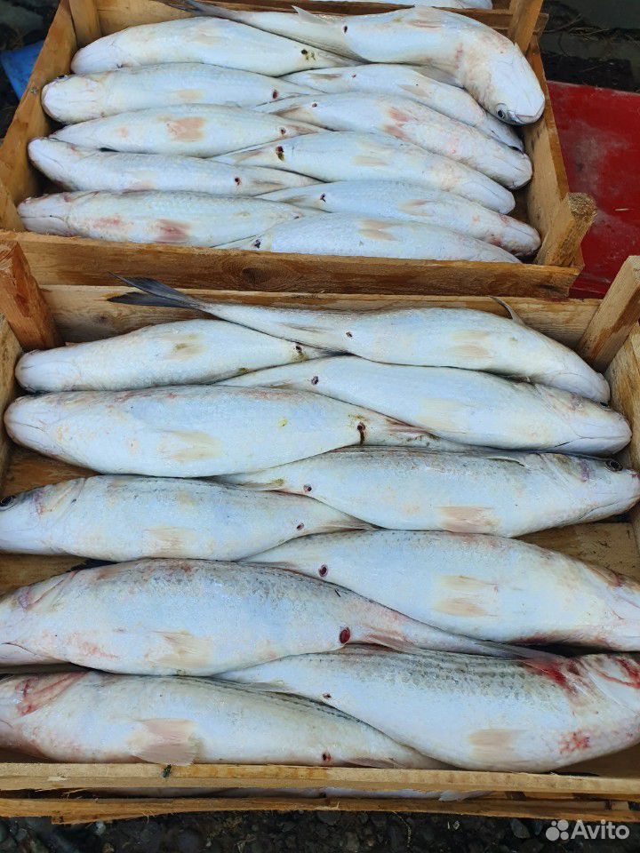 Рыба каспия купить на Зозу.ру - фотография № 9