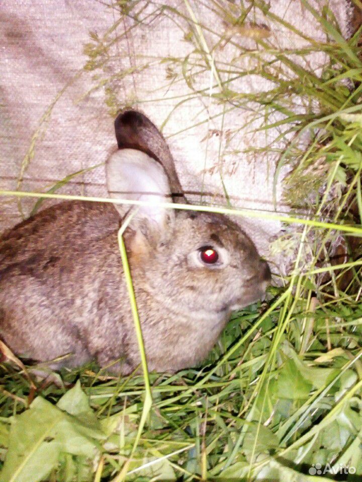 Кролик (самец) купить на Зозу.ру - фотография № 3