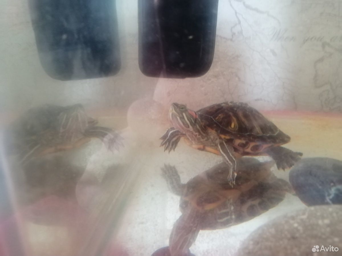 Две черепахи с аквариумом купить на Зозу.ру - фотография № 2