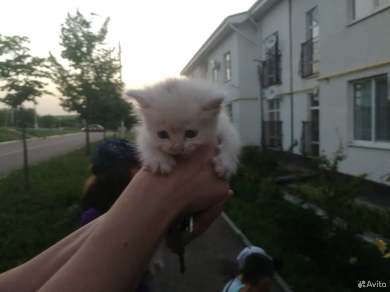 Котята белые купить на Зозу.ру - фотография № 3