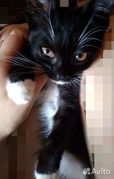SOS Котёнок(девочка) ищет дом купить на Зозу.ру - фотография № 4