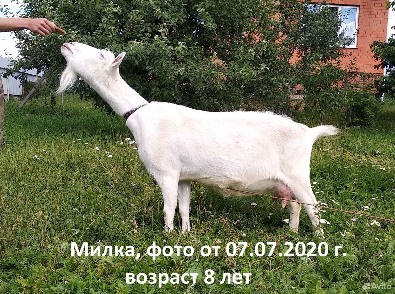 Зааненская коза, дойная и козочка купить на Зозу.ру - фотография № 2