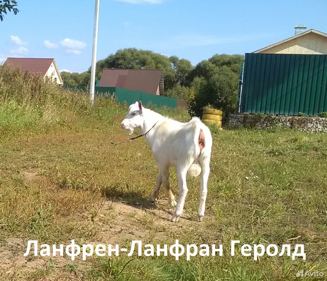 Зааненская коза, дойная и козочка купить на Зозу.ру - фотография № 8