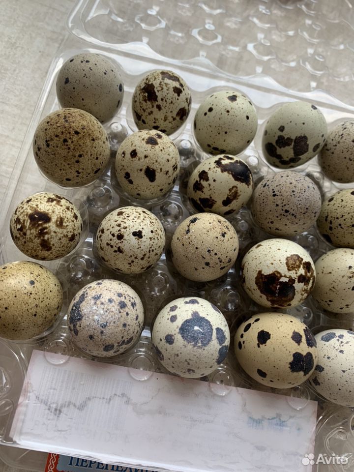Перепелиные яйца купить на Зозу.ру - фотография № 4