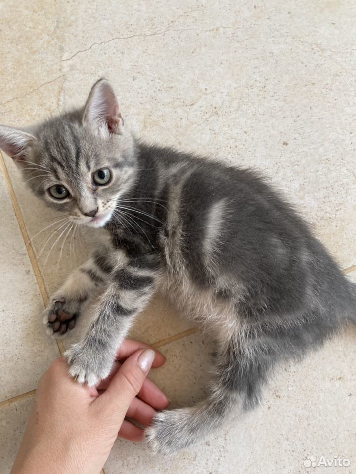 Котенок в добрые руки купить на Зозу.ру - фотография № 9