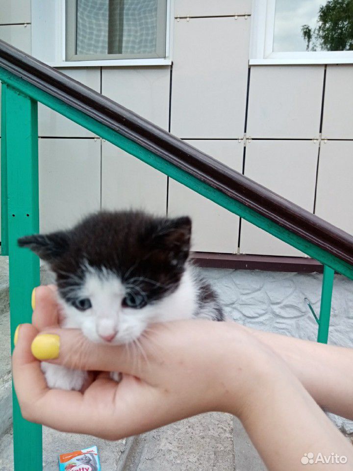 Котенок (котик) купить на Зозу.ру - фотография № 3