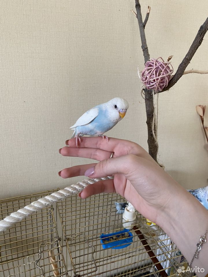 Птенец волнистого попугая купить на Зозу.ру - фотография № 2