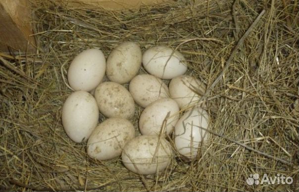 Домашние яйца индоутки купить на Зозу.ру - фотография № 1