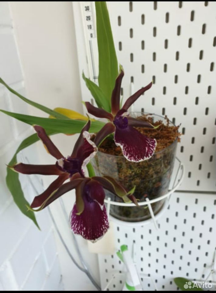 Орхидея зигопеталум купить на Зозу.ру - фотография № 1
