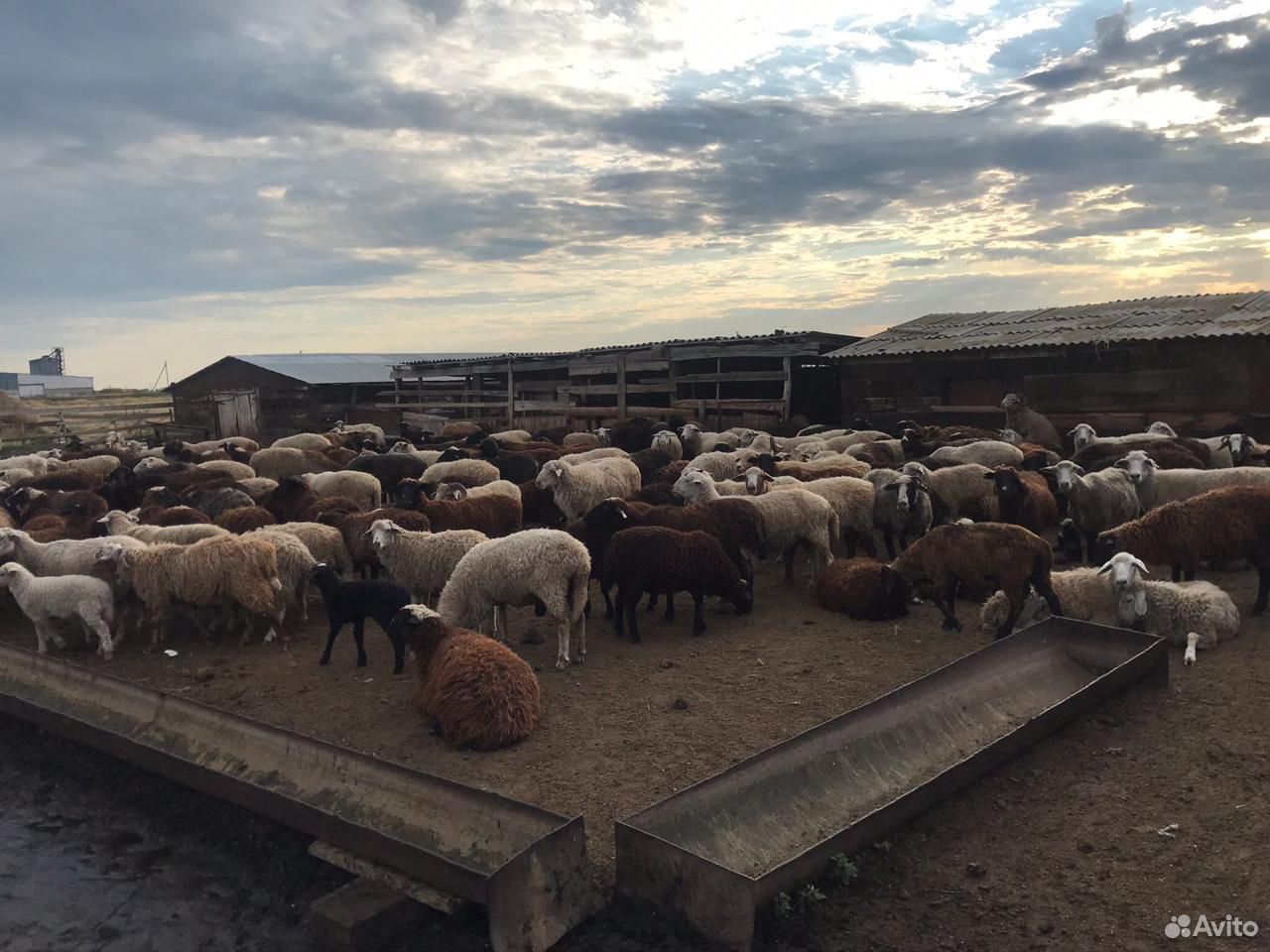 Бараны, овцы на Курбан-Байрам и другие цели купить на Зозу.ру - фотография № 8