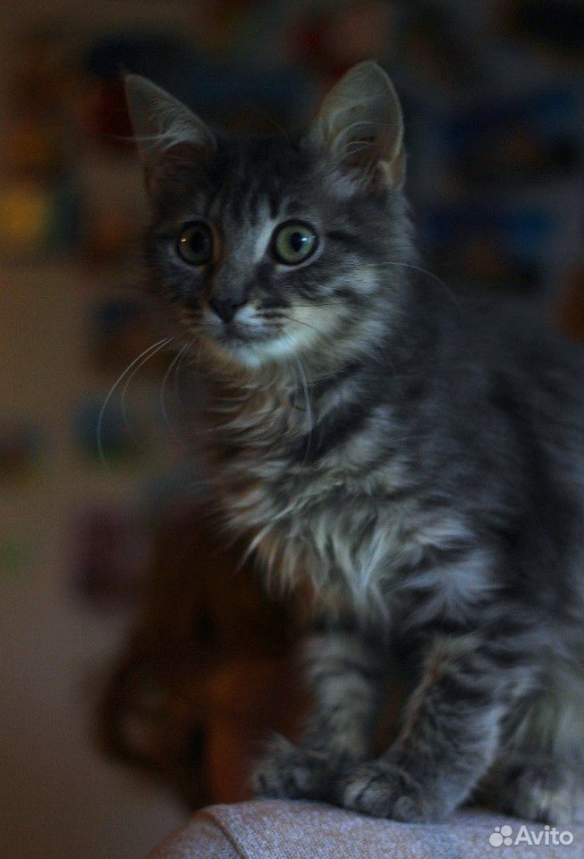 Котенок, дымчатый, пушистый, девочка, 3 месяца купить на Зозу.ру - фотография № 10