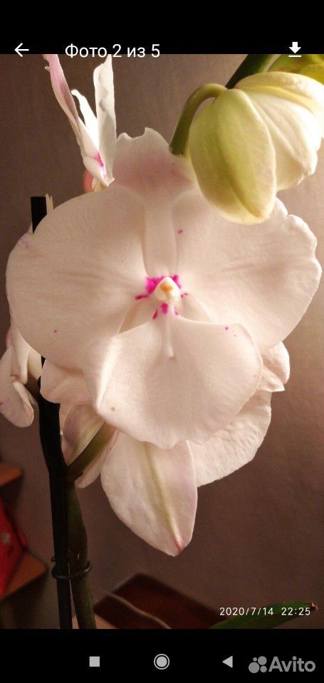 Орхидея фаленопсис биг лип купить на Зозу.ру - фотография № 2