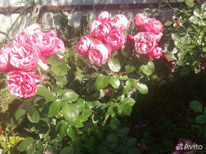 Черенок розы "Леонардо да Винчи" купить на Зозу.ру - фотография № 3