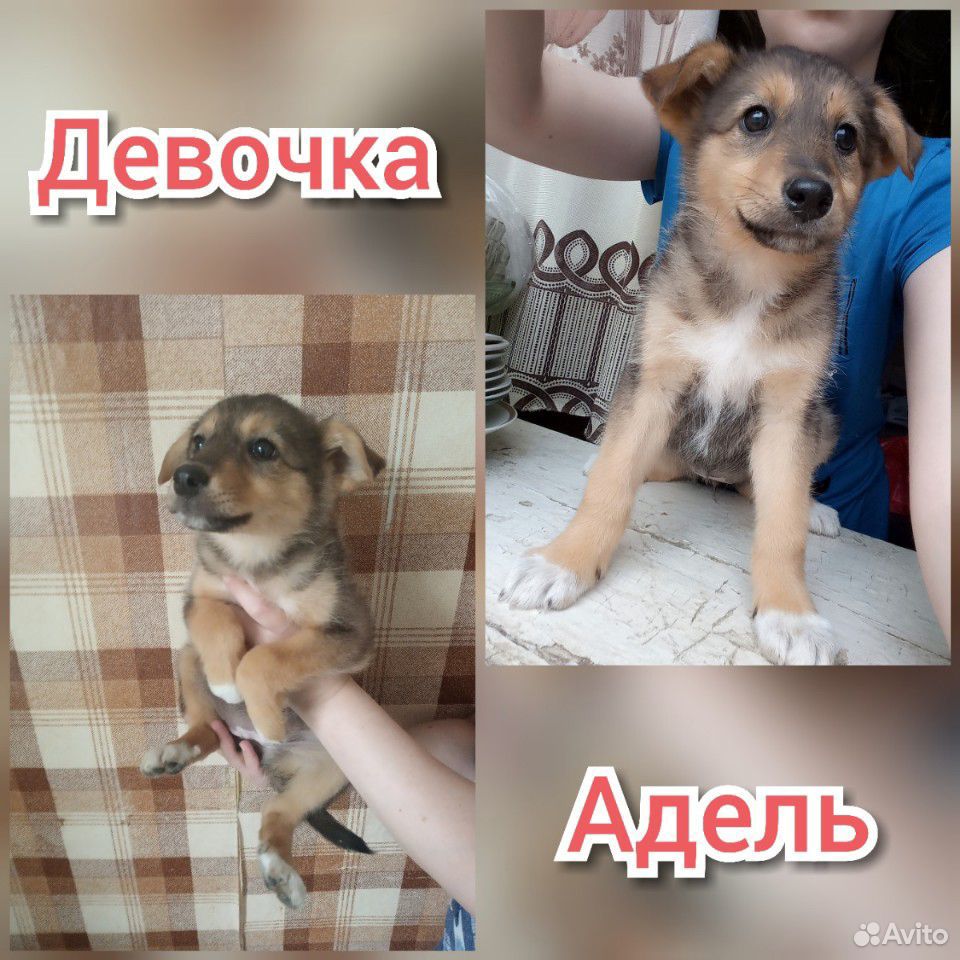 Бесплатно щенки в хорошие руки купить на Зозу.ру - фотография № 3