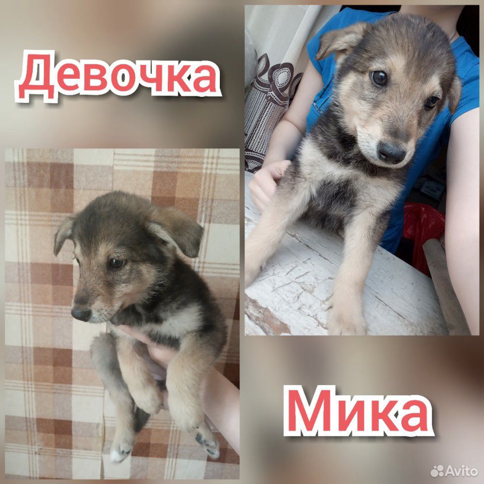 Бесплатно щенки в хорошие руки купить на Зозу.ру - фотография № 5