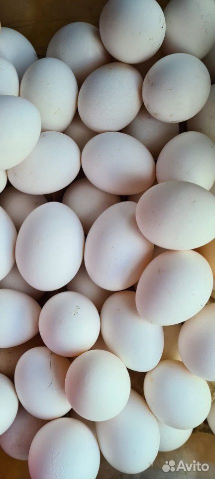 Яйца куриные деревенские купить на Зозу.ру - фотография № 1