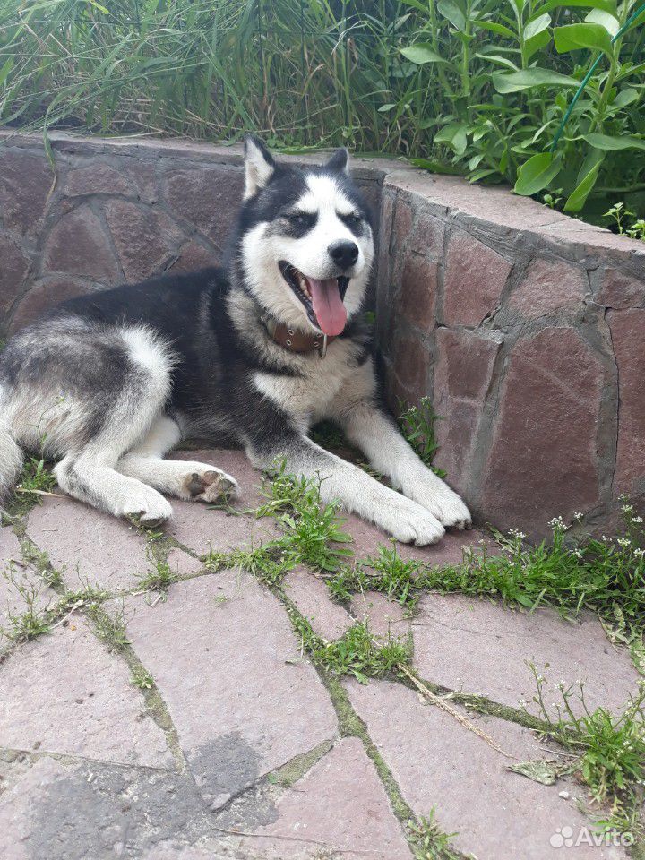 Собака Хаски купить на Зозу.ру - фотография № 1