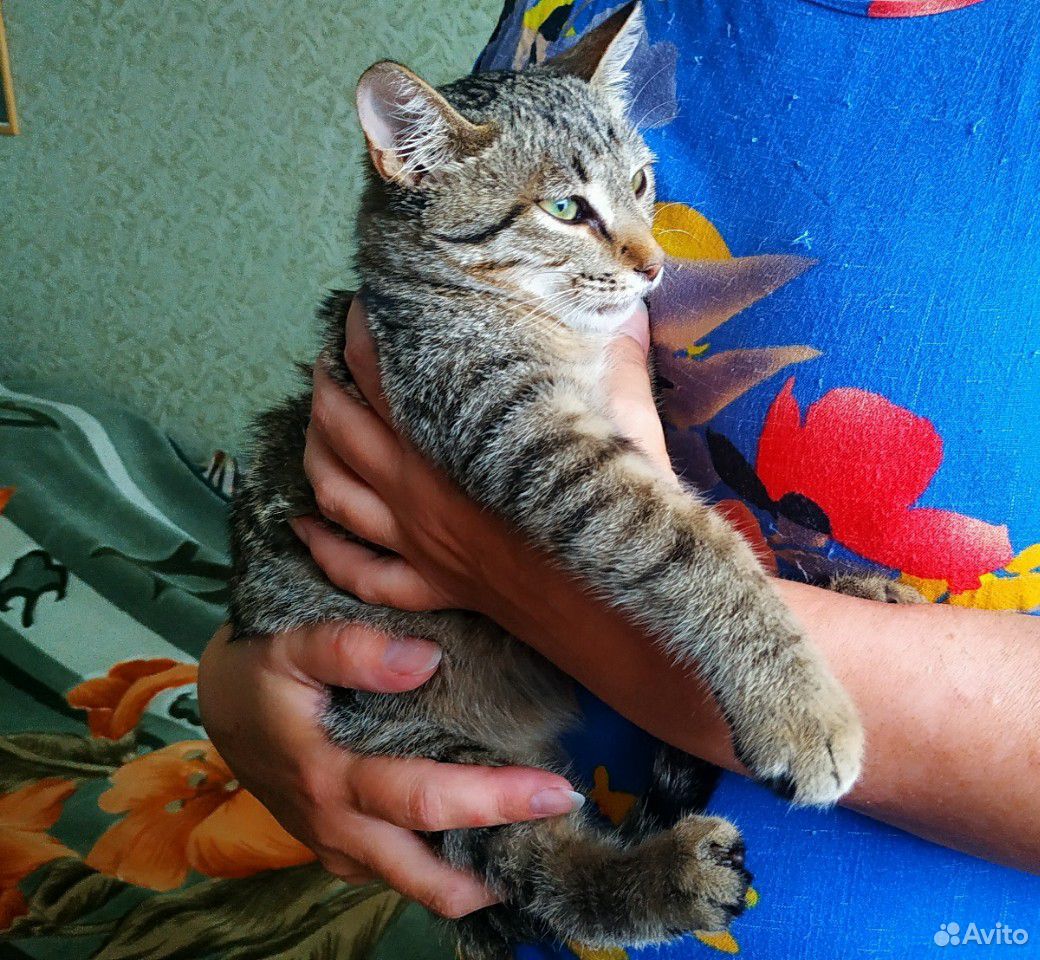 Котёнок-мальчик в добрые руки купить на Зозу.ру - фотография № 3