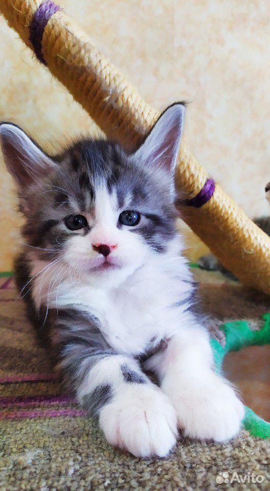 Продаются котята мейн кун от чистокровных родителе купить на Зозу.ру - фотография № 10