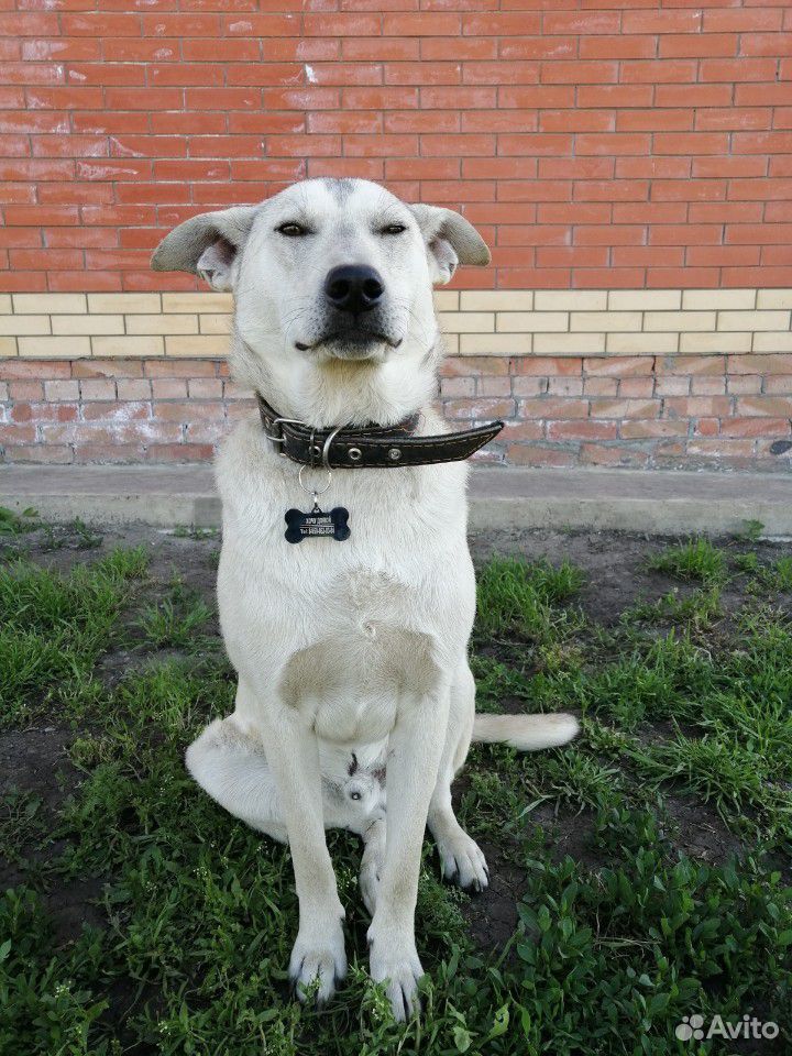 Собака в добрые руки купить на Зозу.ру - фотография № 1