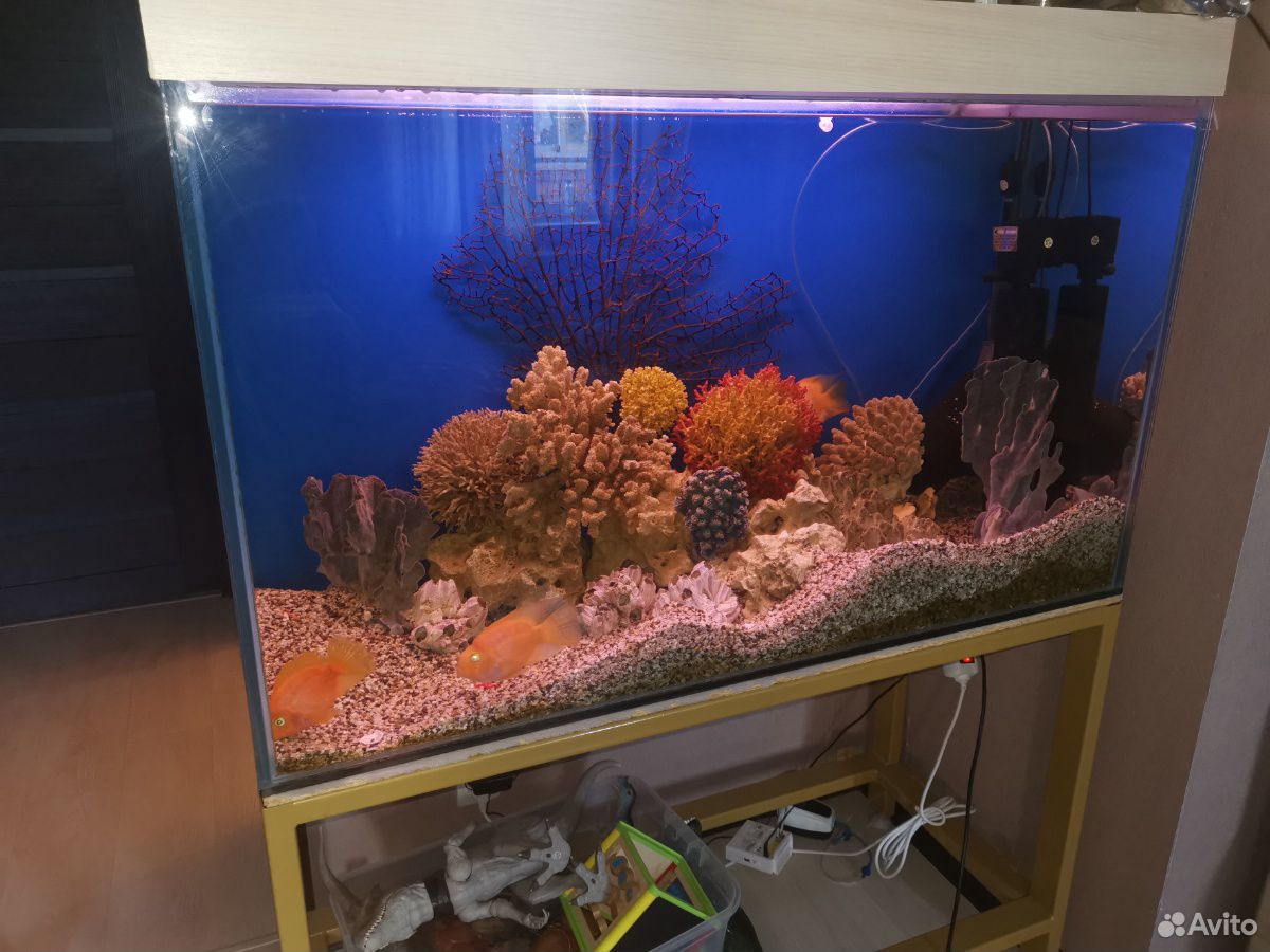 Аквариум с натуральными кораллами 540 литров купить на Зозу.ру - фотография № 2