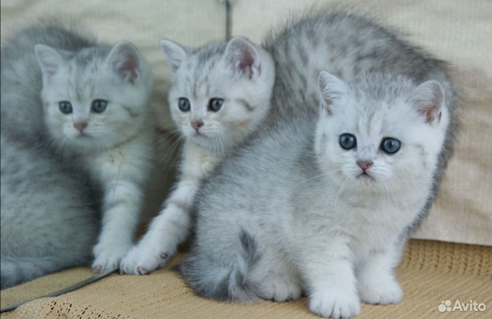 Британские серебристые котята купить на Зозу.ру - фотография № 3
