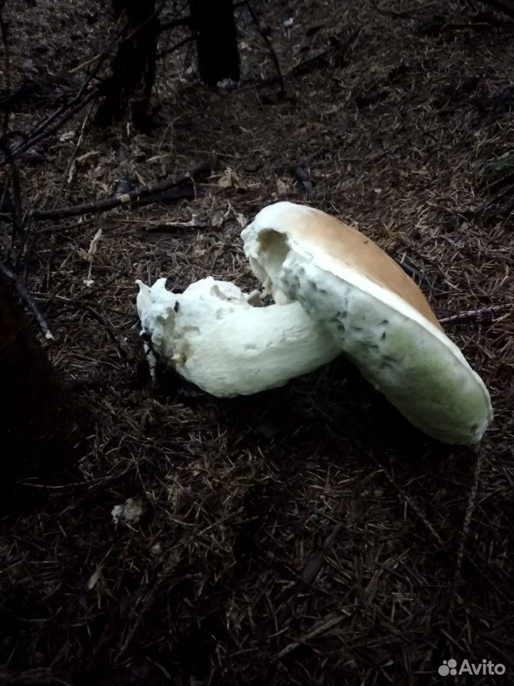 Белые грибы купить на Зозу.ру - фотография № 7