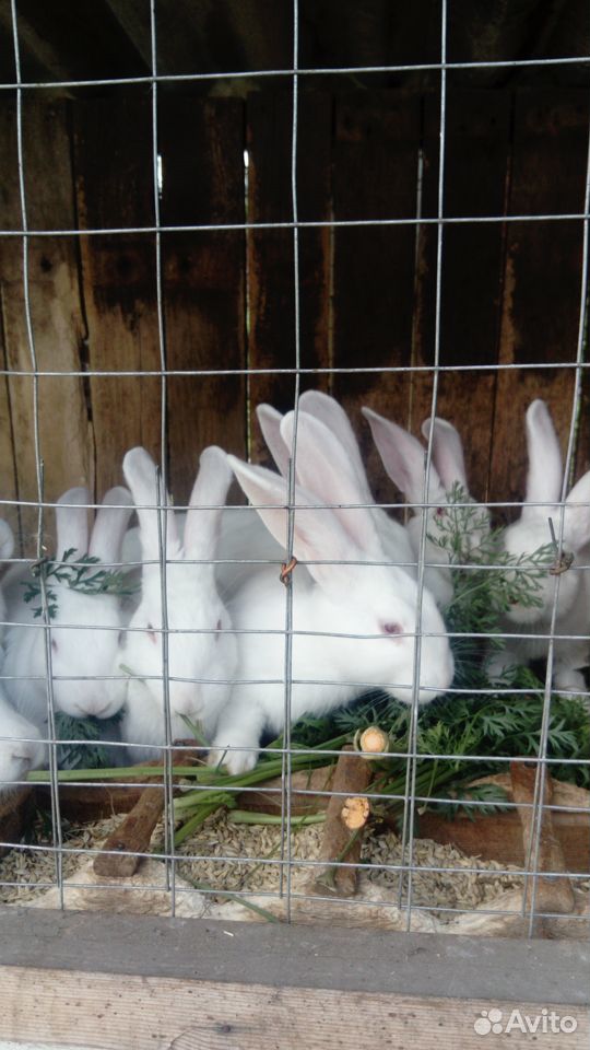 Кролики породы белый паннон купить на Зозу.ру - фотография № 9