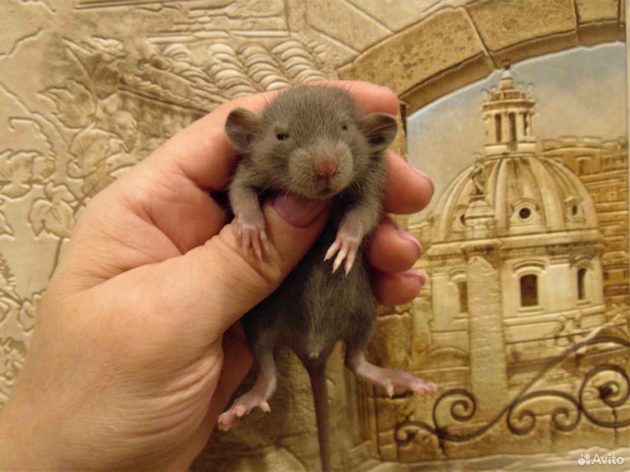 Крысы, Крысята дамбо, мальчики, клетки, гамаки купить на Зозу.ру - фотография № 2