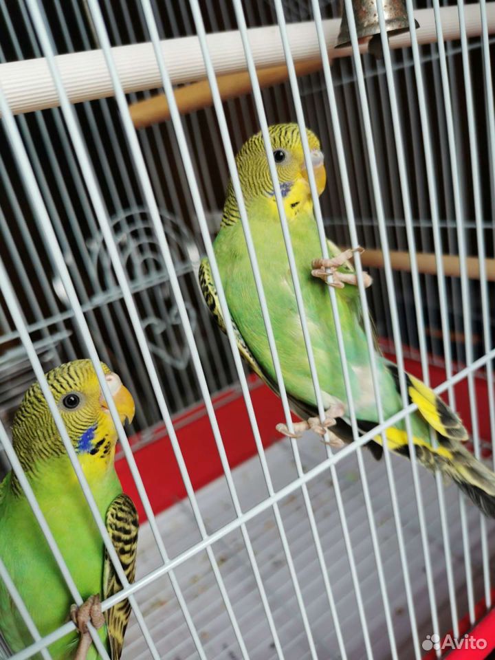 Волнистые попугай купить на Зозу.ру - фотография № 6