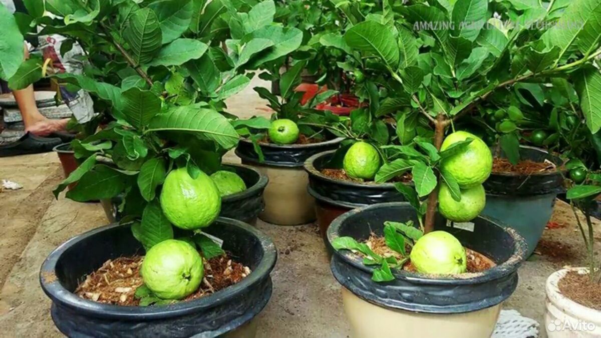 Экзотические растения Фейхоа, гуаява, лимоны, м купить на Зозу.ру - фотография № 2