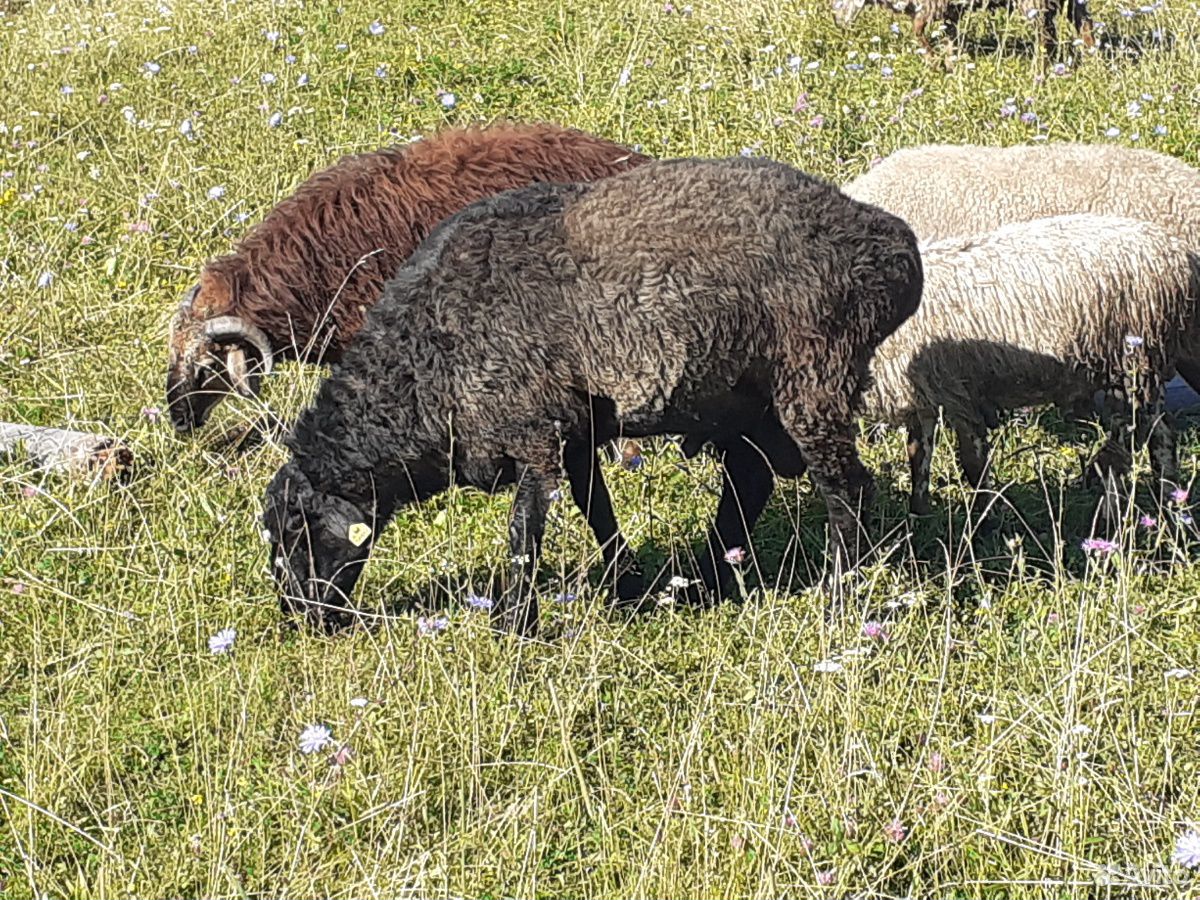 Овцы,ягнята,бараны купить на Зозу.ру - фотография № 7
