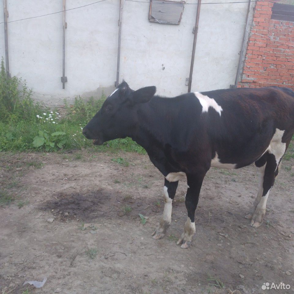 Корова айширская порода стельная 3 отела ждем купить на Зозу.ру - фотография № 1