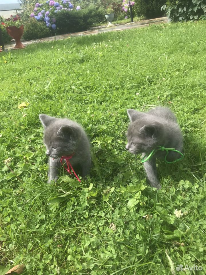 Русские голубые котята купить на Зозу.ру - фотография № 10
