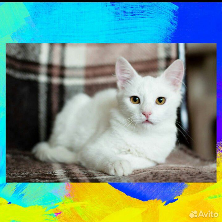 Белосненый котенок купить на Зозу.ру - фотография № 1